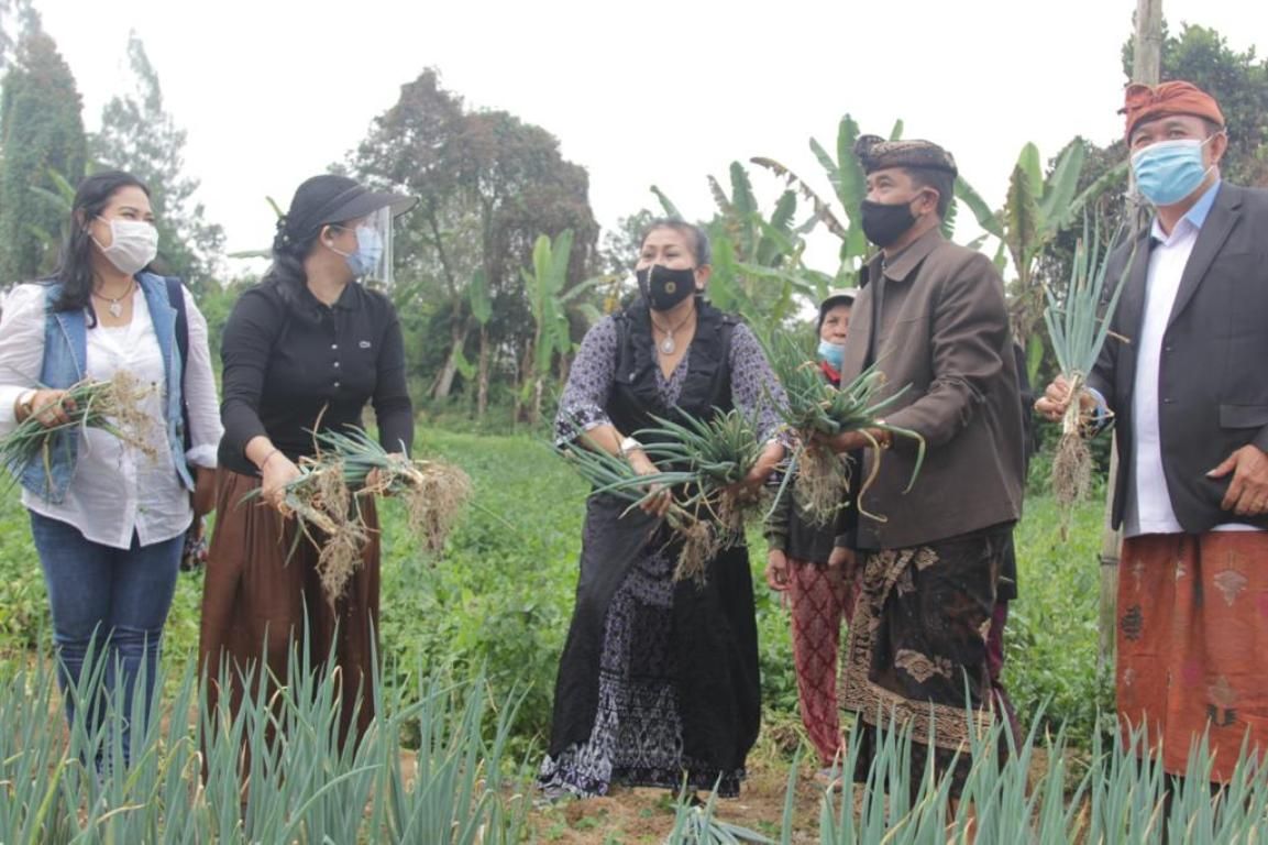 podiumnews.com-Ny. Rai Wahyuni Sanjaya Dampingi Ketua PKK Bali Panen Sayur di Batusesa